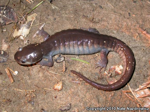 Spotted Salamander (Ambystoma maculatum)