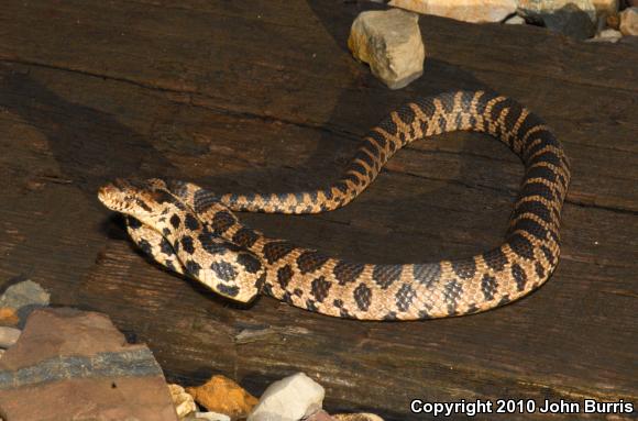 Western Foxsnake (Pantherophis vulpinus)