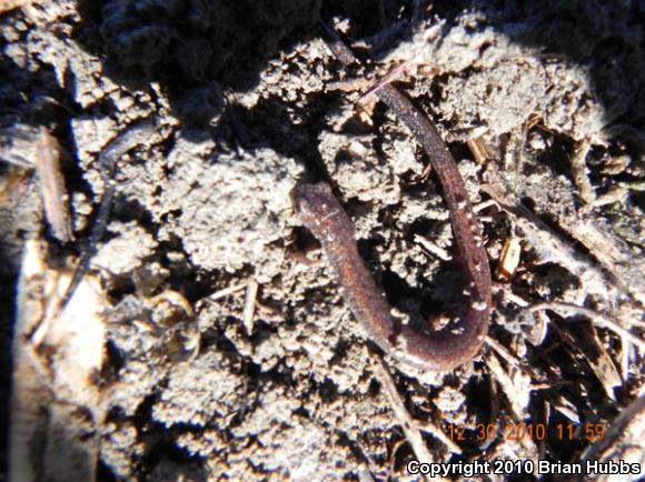 Garden Slender Salamander (Batrachoseps major major)