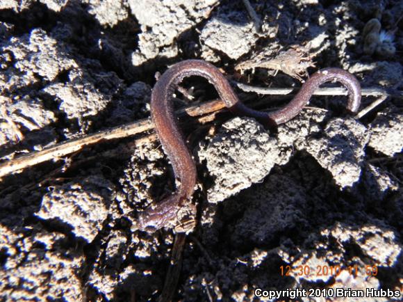 Garden Slender Salamander (Batrachoseps major major)