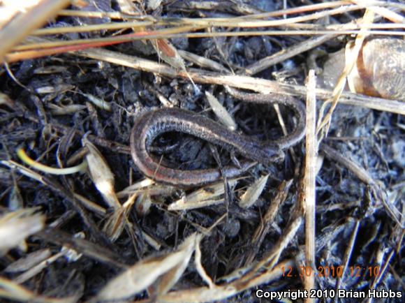 Garden Slender Salamander (Batrachoseps major major)