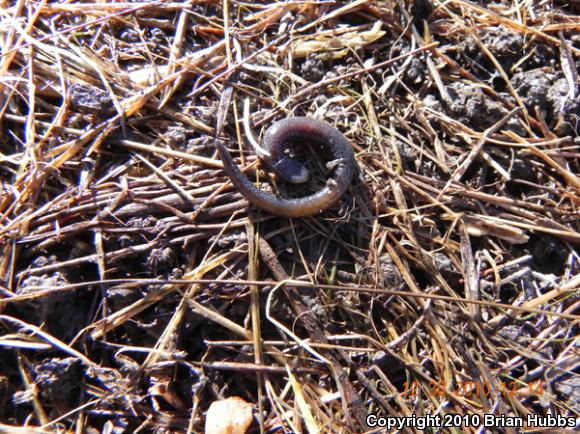 Garden Slender Salamander (Batrachoseps major major)