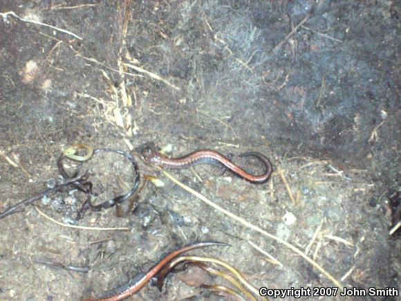 Eastern Red-backed Salamander (Plethodon cinereus)