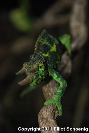 Jackson's Chameleon (Chamaeleo jacksonii)