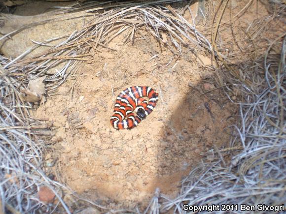 St. Helena Mountain Kingsnake (Lampropeltis zonata zonata)