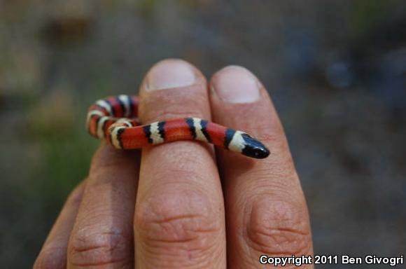 St. Helena Mountain Kingsnake (Lampropeltis zonata zonata)