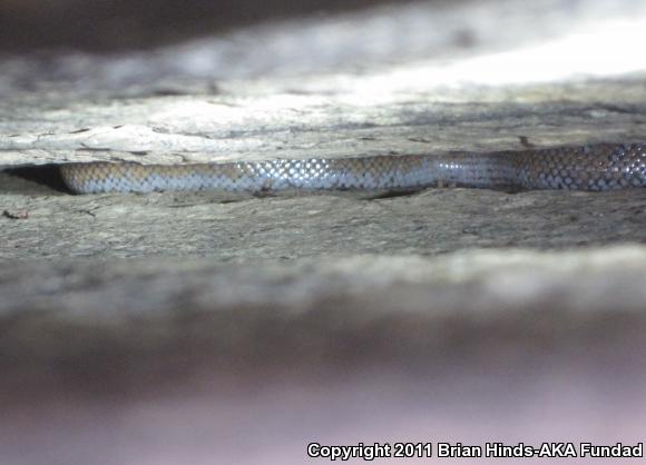 Coastal Rosy Boa (Lichanura trivirgata roseofusca)