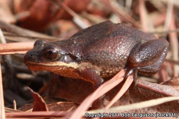 New Jersey Chorus Frog (Pseudacris kalmi)