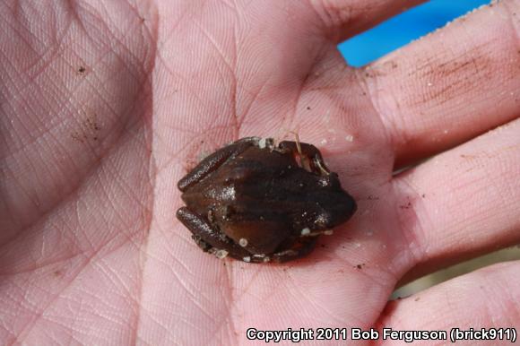 New Jersey Chorus Frog (Pseudacris kalmi)