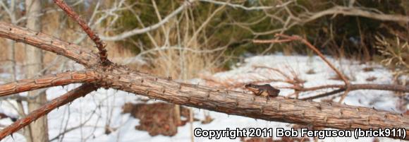 New Jersey Chorus Frog (Pseudacris kalmi)