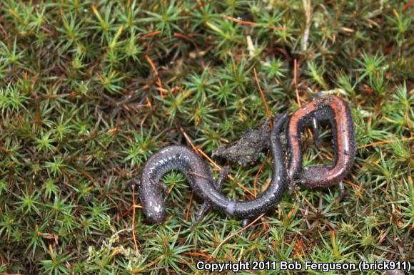 Eastern Red-backed Salamander (Plethodon cinereus)