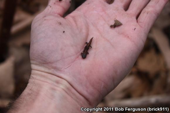 Eastern Red-backed Salamander (Plethodon cinereus)