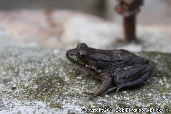 Northern Green Frog (Lithobates clamitans melanota)