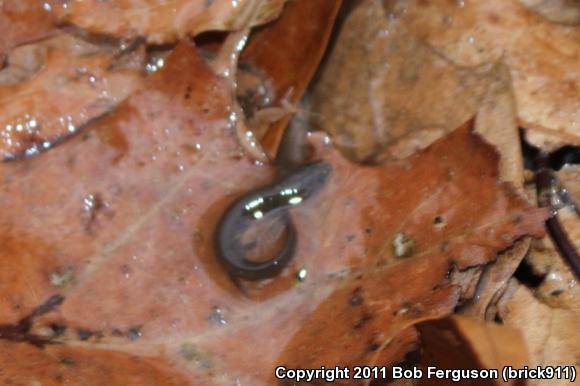 Northern Dusky Salamander (Desmognathus fuscus)