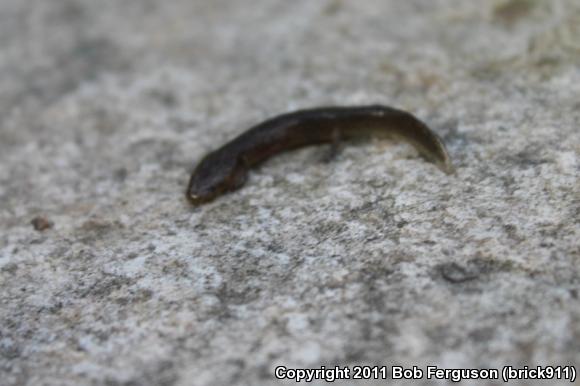 Northern Dusky Salamander (Desmognathus fuscus)