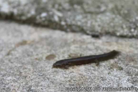 Northern Dusky Salamander (Desmognathus fuscus)