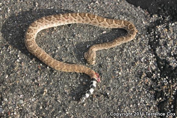 Western Diamond-backed Rattlesnake (Crotalus atrox)