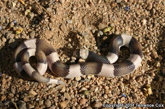 Saddled Leaf-nosed Snake (Phyllorhynchus browni)