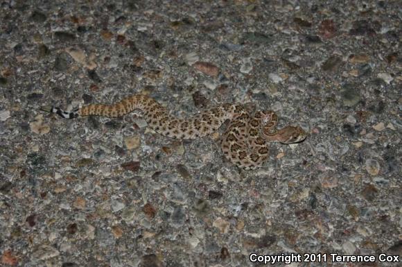 Western Diamond-backed Rattlesnake (Crotalus atrox)