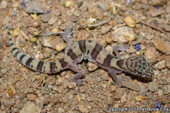 Western Banded Gecko (Coleonyx variegatus)