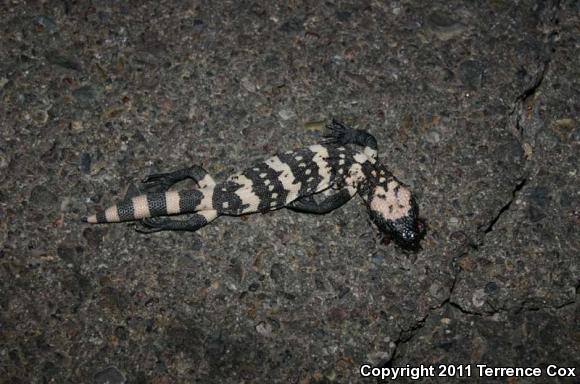 Gila Monster (Heloderma suspectum)