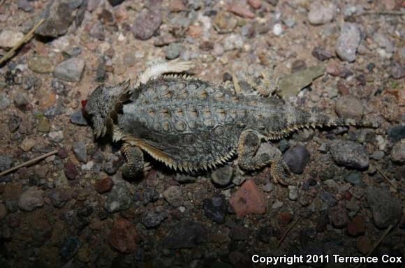 Regal Horned Lizard (Phrynosoma solare)