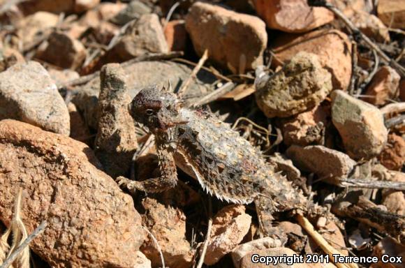 Regal Horned Lizard (Phrynosoma solare)