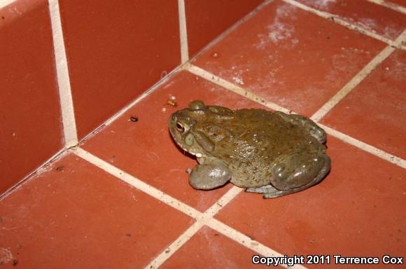 Sonoran Desert Toad (Ollotis alvaria)
