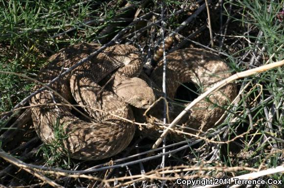 Western Diamond-backed Rattlesnake (Crotalus atrox)