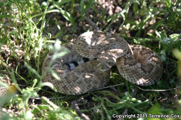 Western Diamond-backed Rattlesnake (Crotalus atrox)