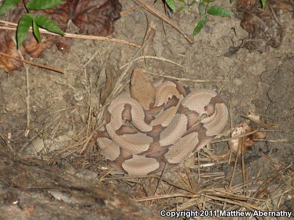 Southern Copperhead (Agkistrodon contortrix contortrix)