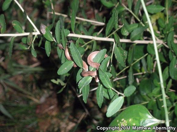 Texas Brownsnake (Storeria dekayi texana)