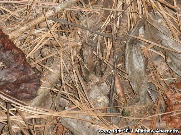 Upland Chorus Frog (Pseudacris feriarum)