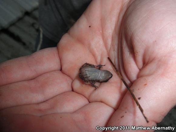 Rio Grande Chirping Frog (Eleutherodactylus cystignathoides campi)