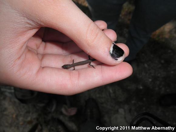 Little Brown Skink (Scincella lateralis)