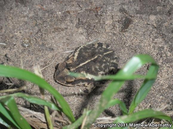 Gulf Coast Toad (Ollotis nebulifer)