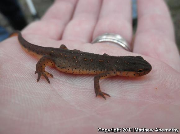 Central Newt (Notophthalmus viridescens louisianensis)