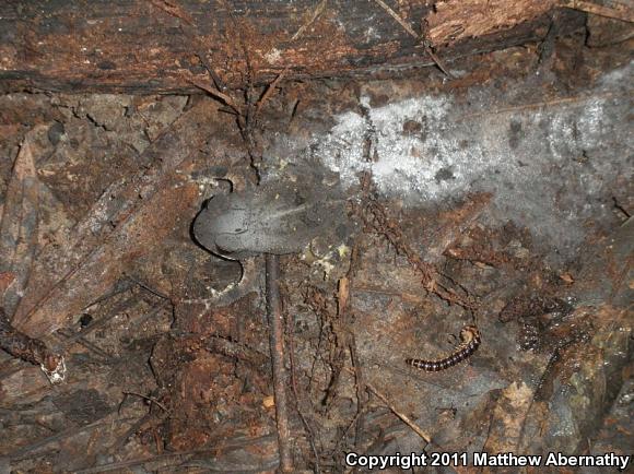 Gulf Coast Toad (Ollotis nebulifer)