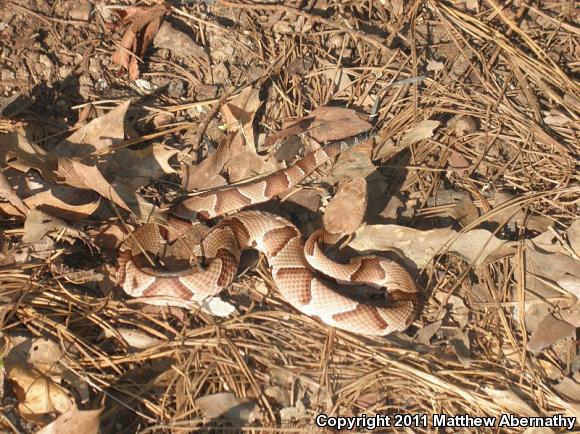 Southern Copperhead (Agkistrodon contortrix contortrix)