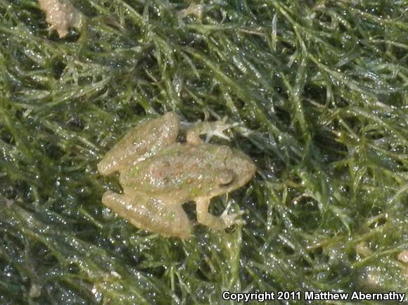 Northern Cricket Frog (Acris crepitans)