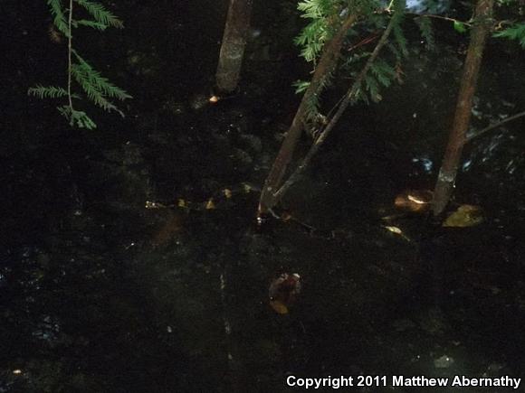 Broad-banded Watersnake (Nerodia fasciata confluens)