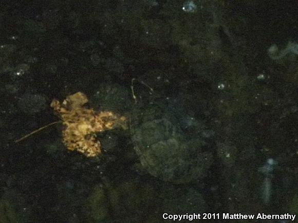 Eastern Musk Turtle (Sternotherus odoratus)