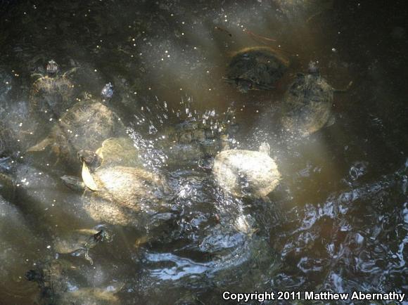 Red-eared Slider (Trachemys scripta elegans)