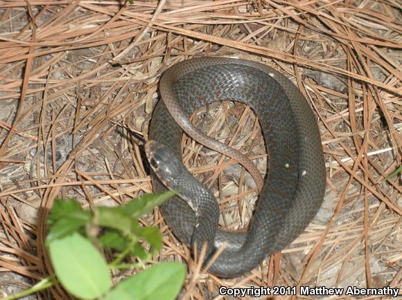 Buttermilk Racer (Coluber constrictor anthicus)