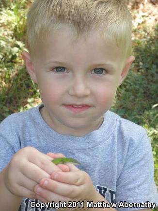 Northern Green Anole (Anolis carolinensis carolinensis)