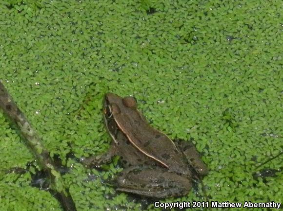 Southern Leopard Frog (Lithobates sphenocephalus)