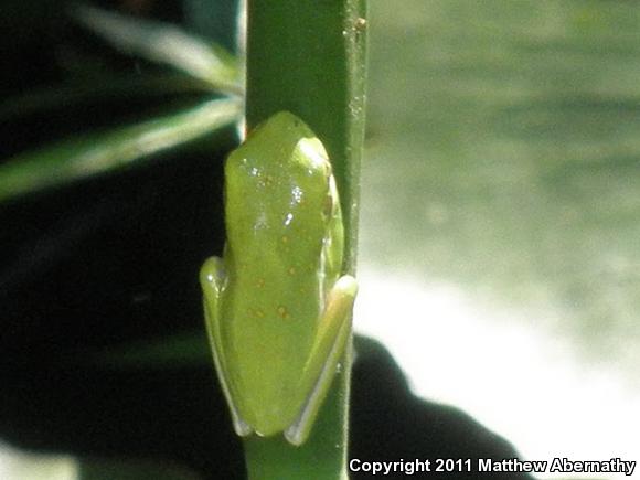 Green Treefrog (Hyla cinerea)