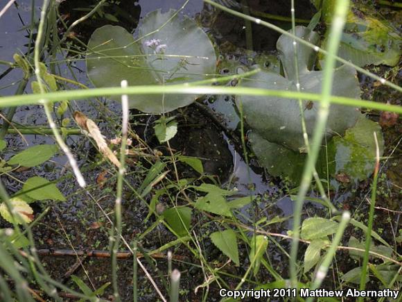 Eastern Snapping Turtle (Chelydra serpentina serpentina)