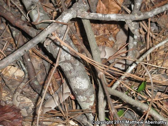 Southern Copperhead (Agkistrodon contortrix contortrix)