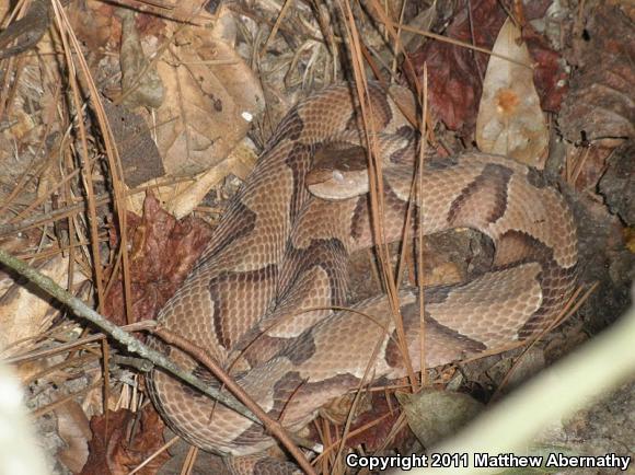 Southern Copperhead (Agkistrodon contortrix contortrix)